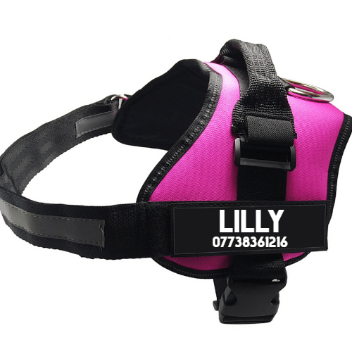 Ultimate Pet Adventure Set – Adjustable Dog Harness with Matching Leash-0