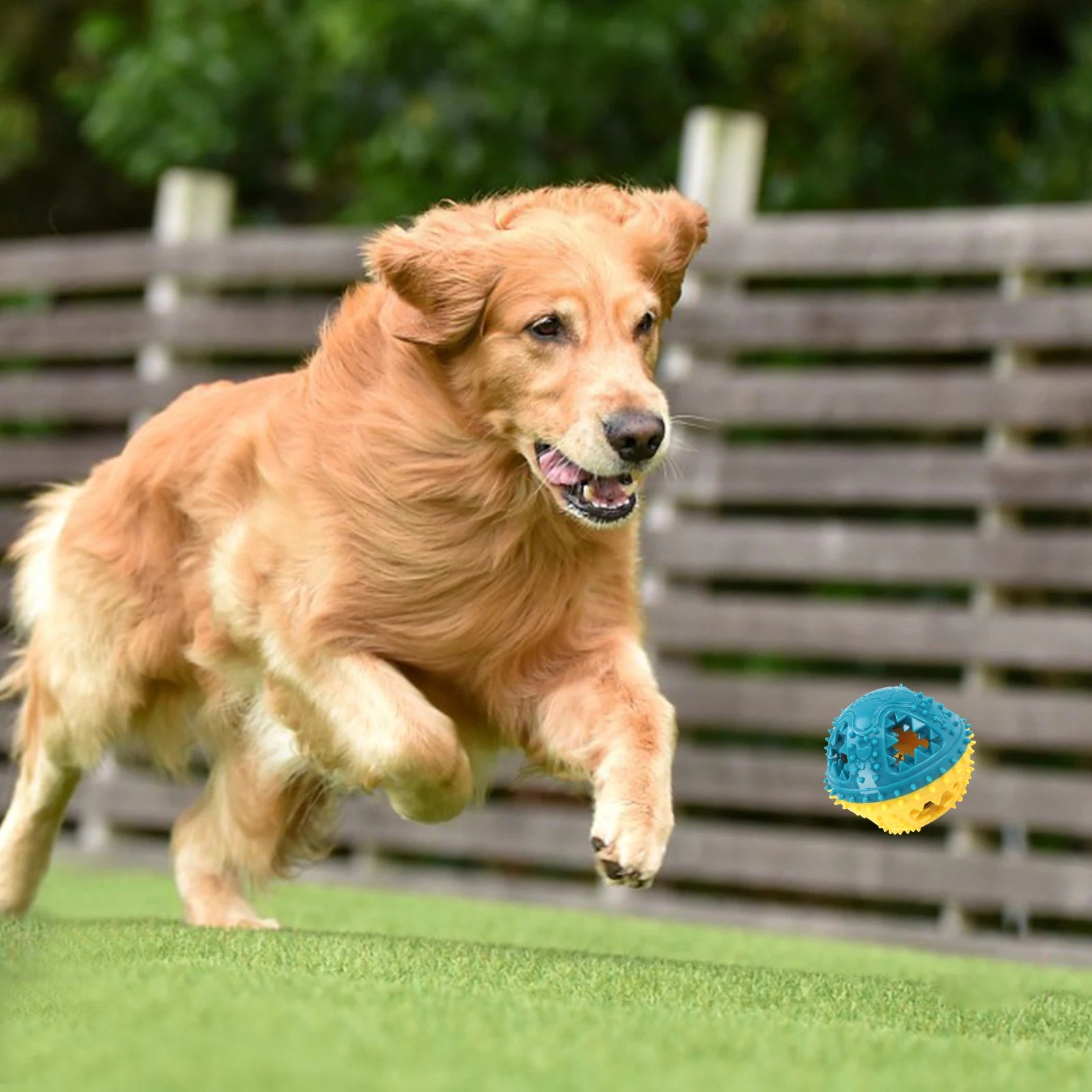 Dog running on grass with a toy in the foreground
